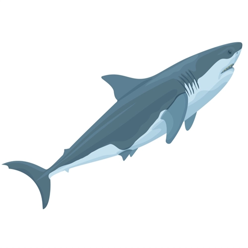 Under the Sea Theme White Shark Transparent Sticker